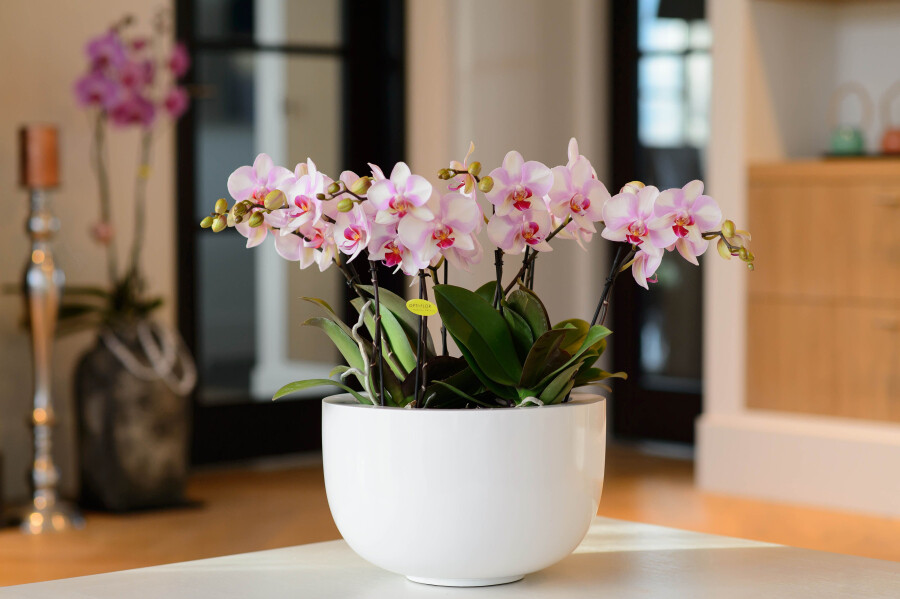 Чувственный цветок орхидеи – потрясающая подборка восхитительных интерьеров с нежными растениями