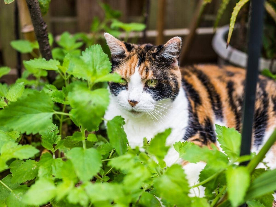Кошачья мята 