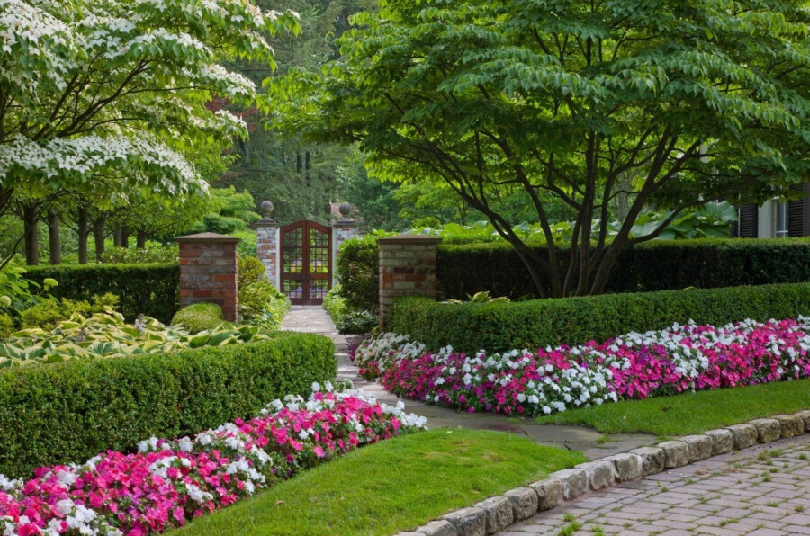 23 лучших многолетних цветов для сада, название, описание, фото