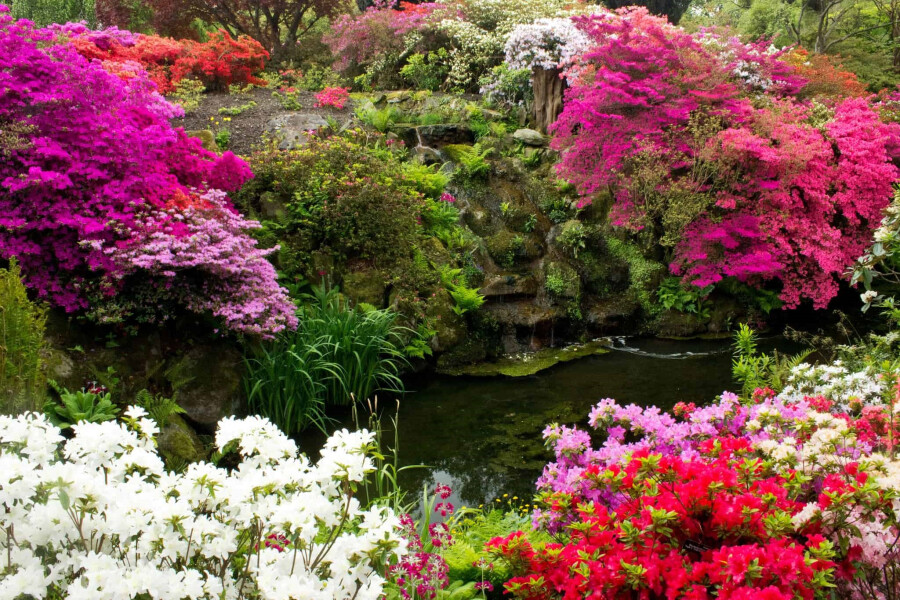 Рододендрон садовый — описание и фото