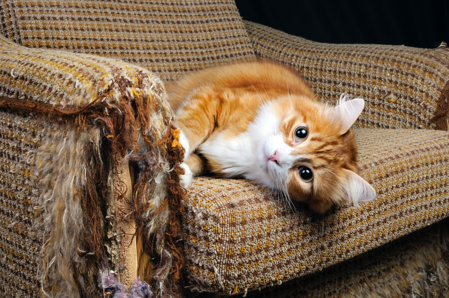 Животные в доме: как защитить мебель и отучить питомца ее портить