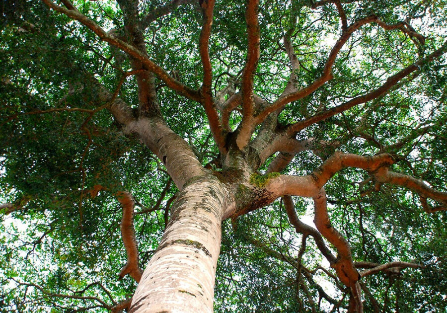 2 особенных дерева. Ятоба (Hymenaea Courbaril). Джатоба дерево. Ятоба дерево. Дерево Ятоба древесина.