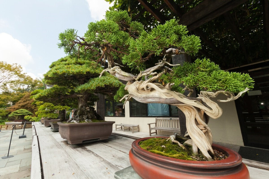Использование японских деревьев в ландшафтном дизайне — бонсай