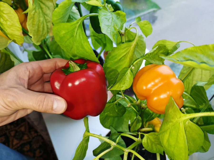 Огород на подоконнике: 25 полезных продуктов, которые можно вырастить в домашних условиях