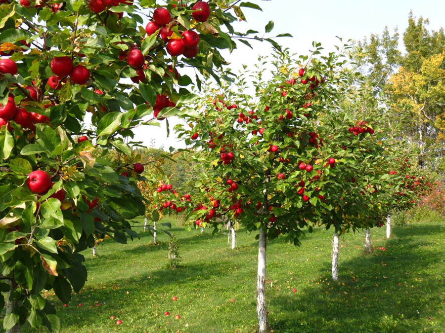 Карликовые деревья для сада: топ-20 плодовых и декоративных растений