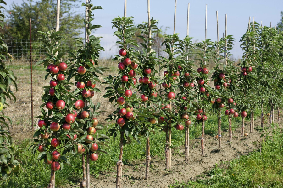 Планировка фруктово-ягодного приусадебного сада